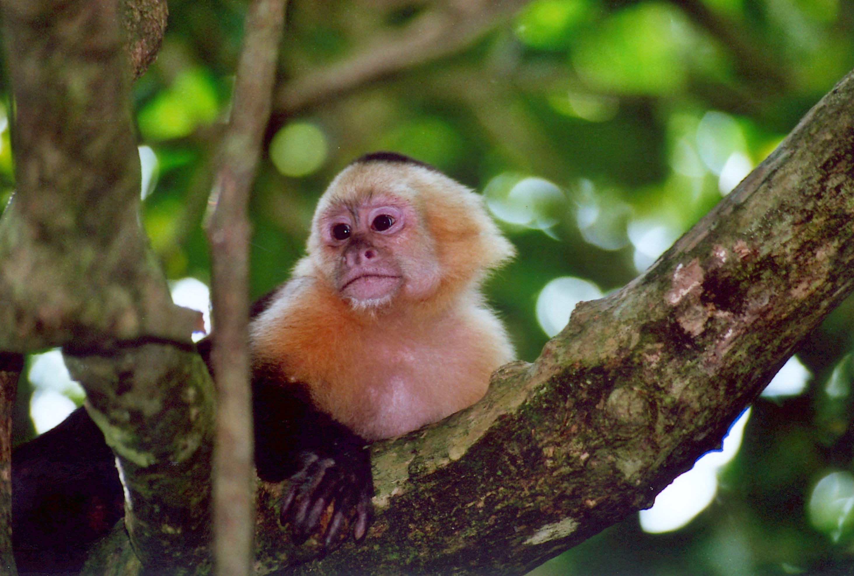 Aapje, Costa Rica