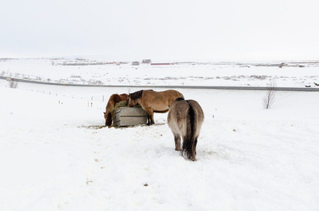 IJsland winter