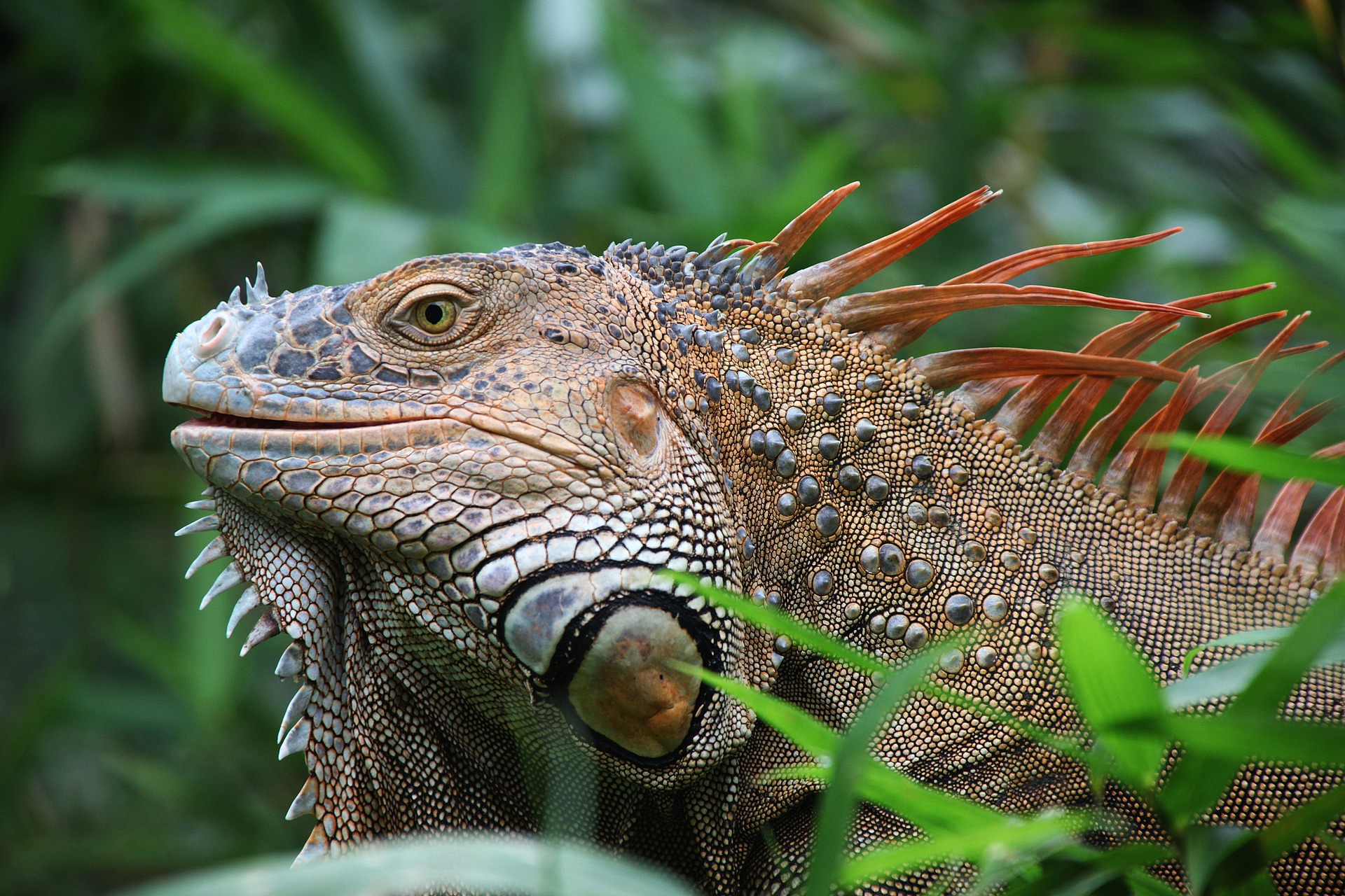 Leguaan, Costa Rica