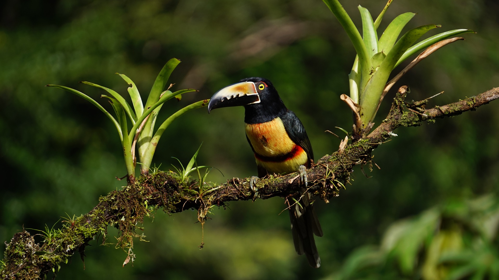 Costa Rica - Vogel