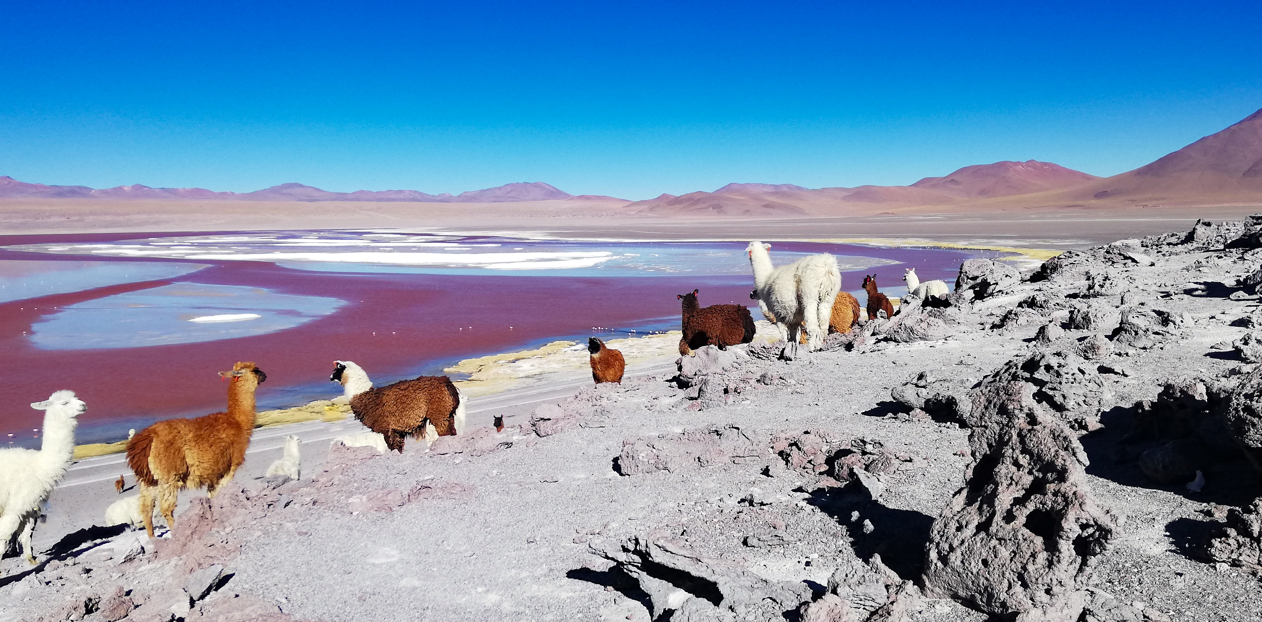 Lama's op de Altiplano in Bolivia