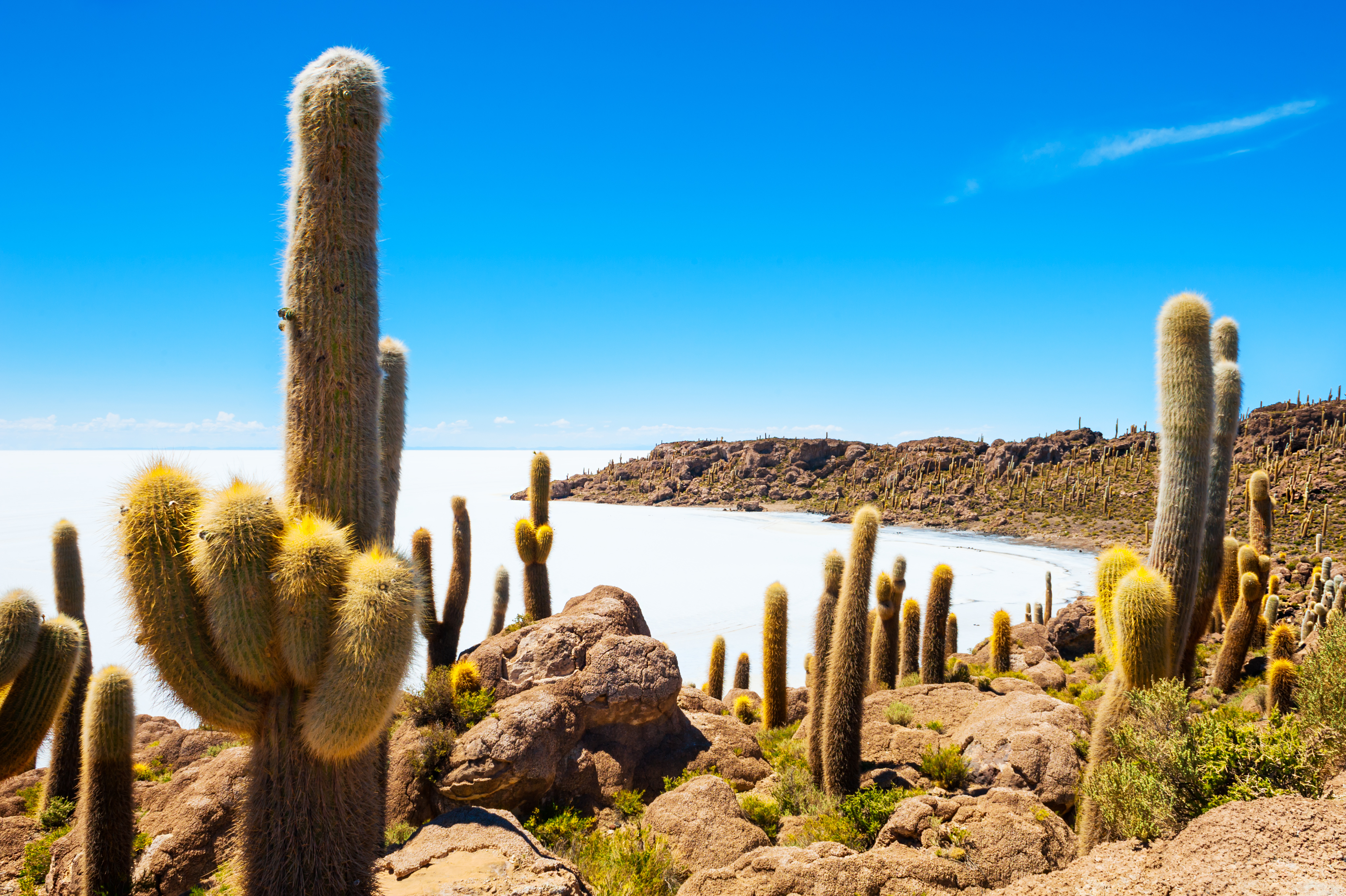 Cactussen aan de zoutvlakte van Uyuni