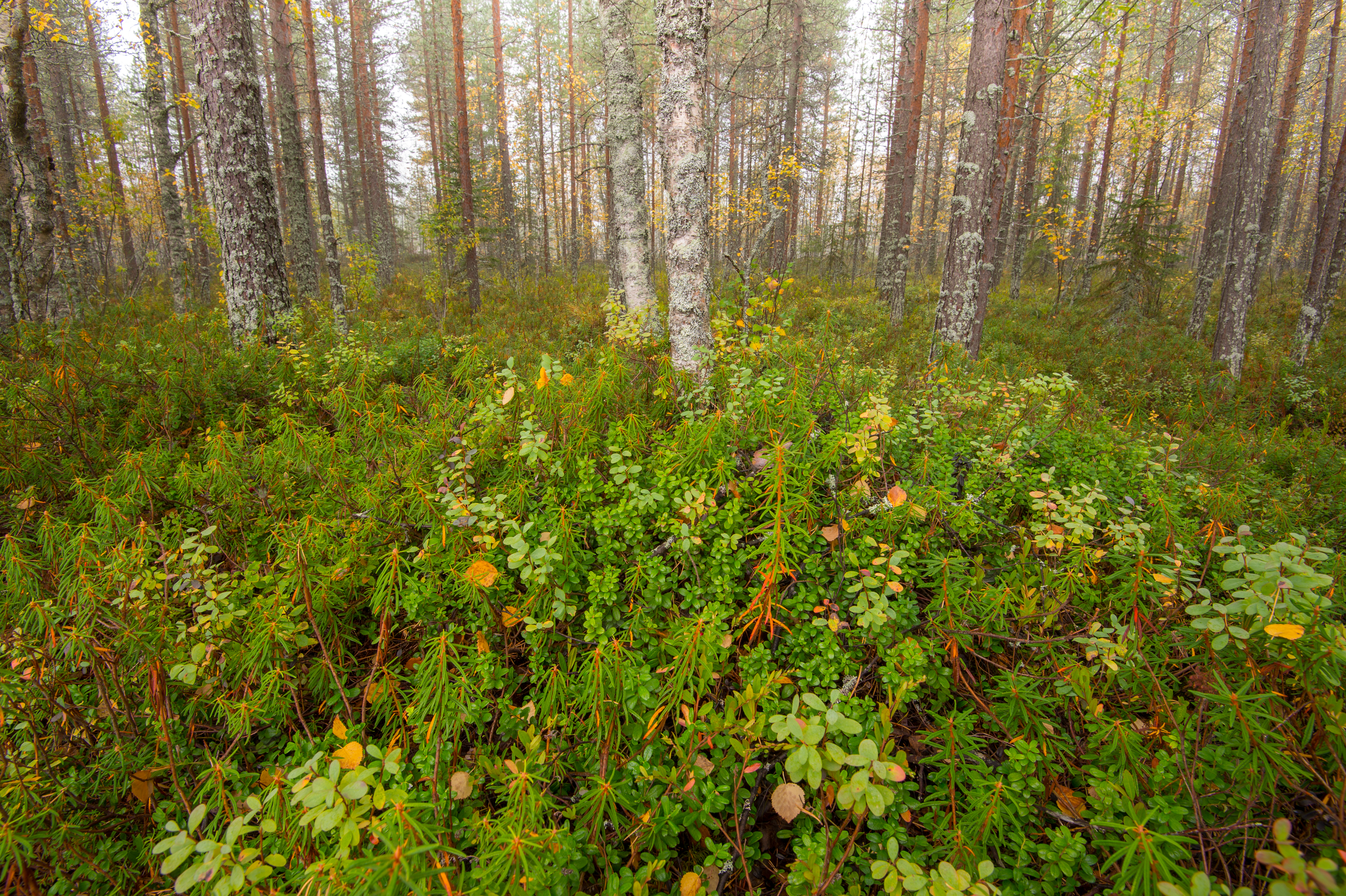 Finland - Zomeren in het hoge noorden