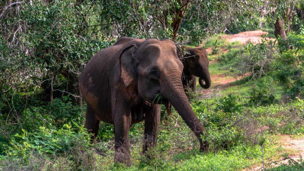 Kaudulla Nationaal Park in Sri Lanka