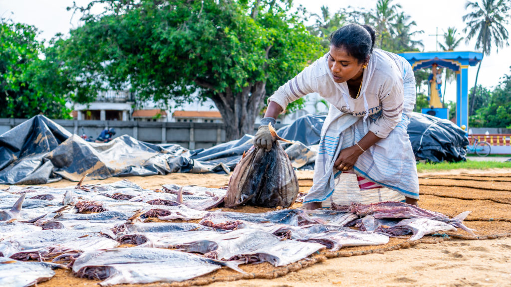 Lokale vismarkt, Sri Lanka