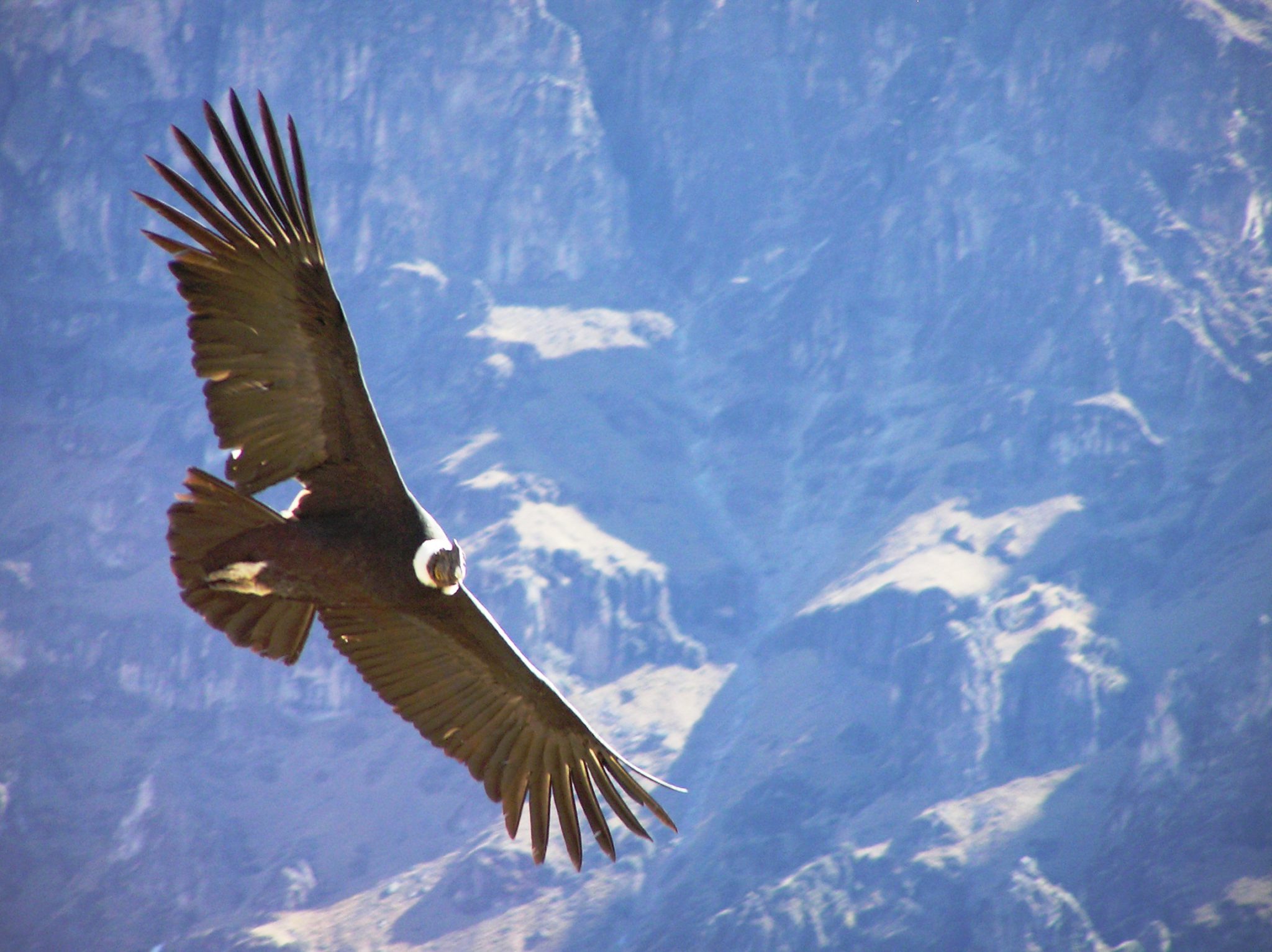 Arend in Peru