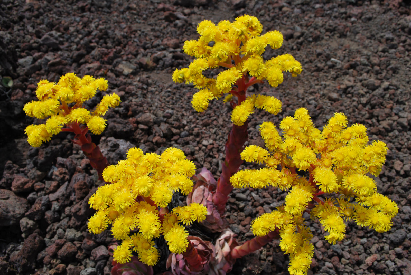 Bloem tijdens de wandeltocht doorheen La Palma