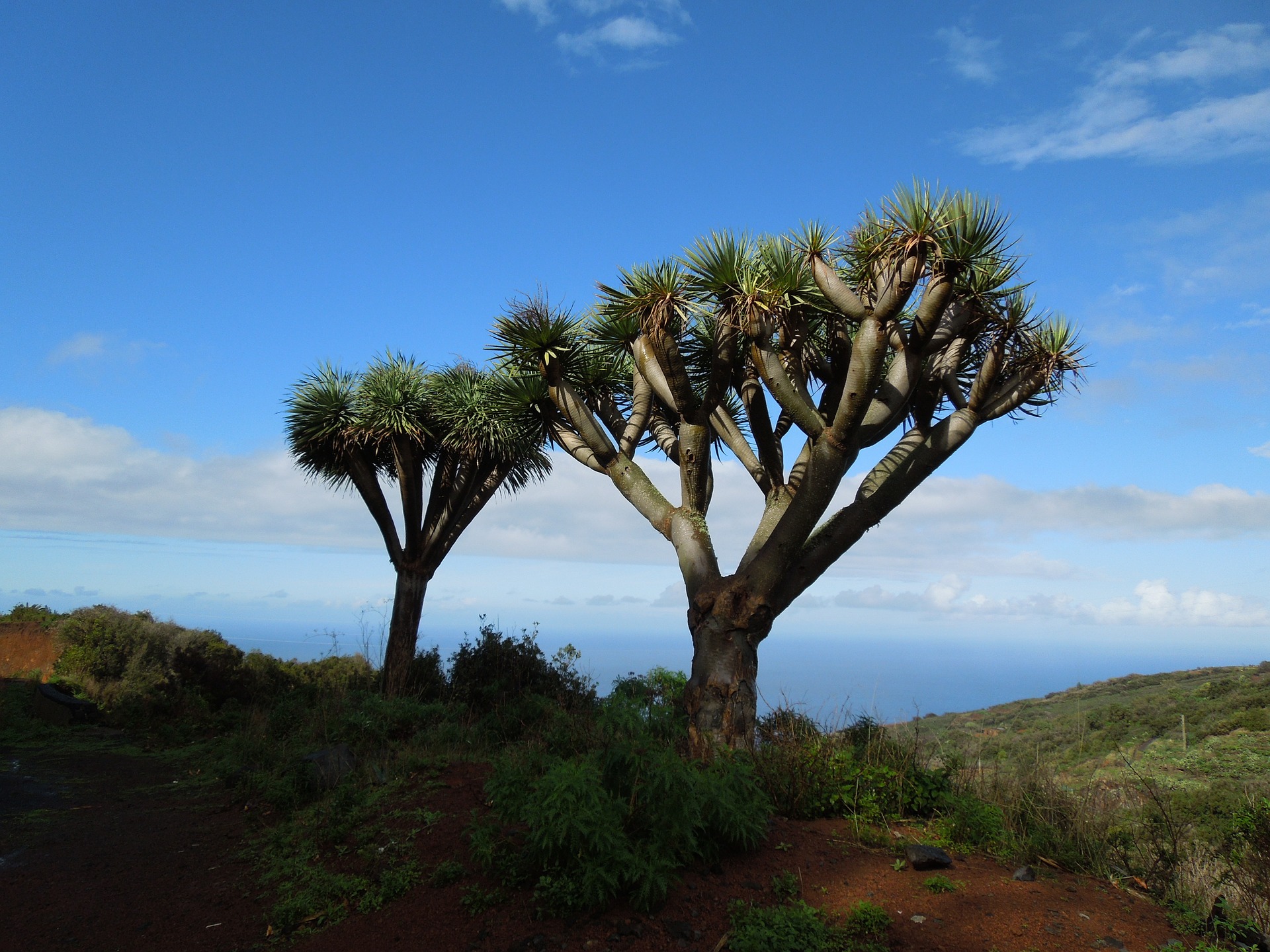 Dragon tree in La Palma