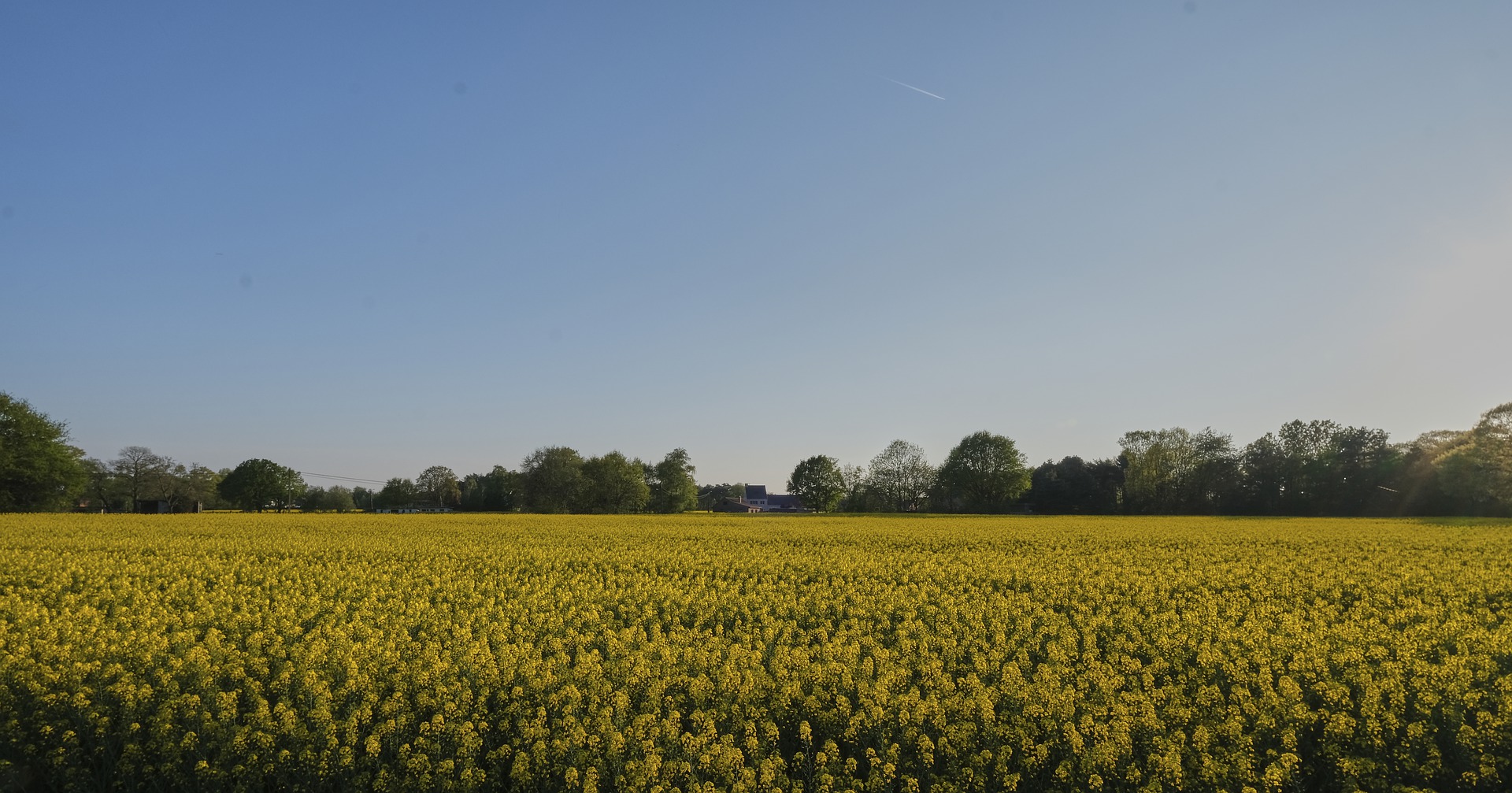 Veld met bloemen in Herentals (Olen)