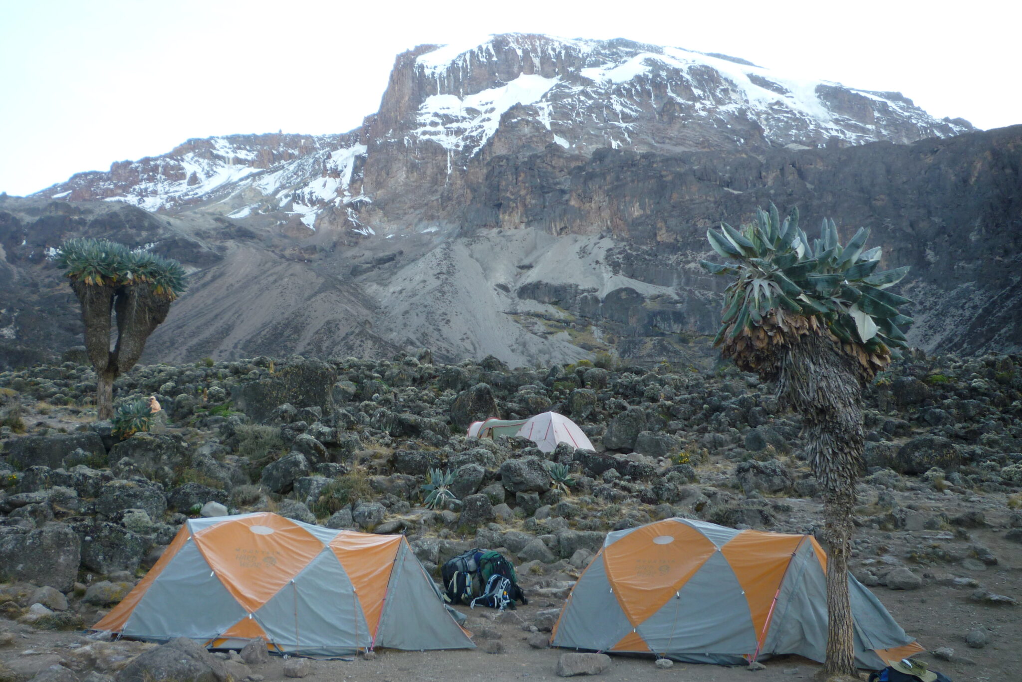 Kilimanjaro Lemosho groepsreis Tanzania tenten palmbomen sneeuw bergen