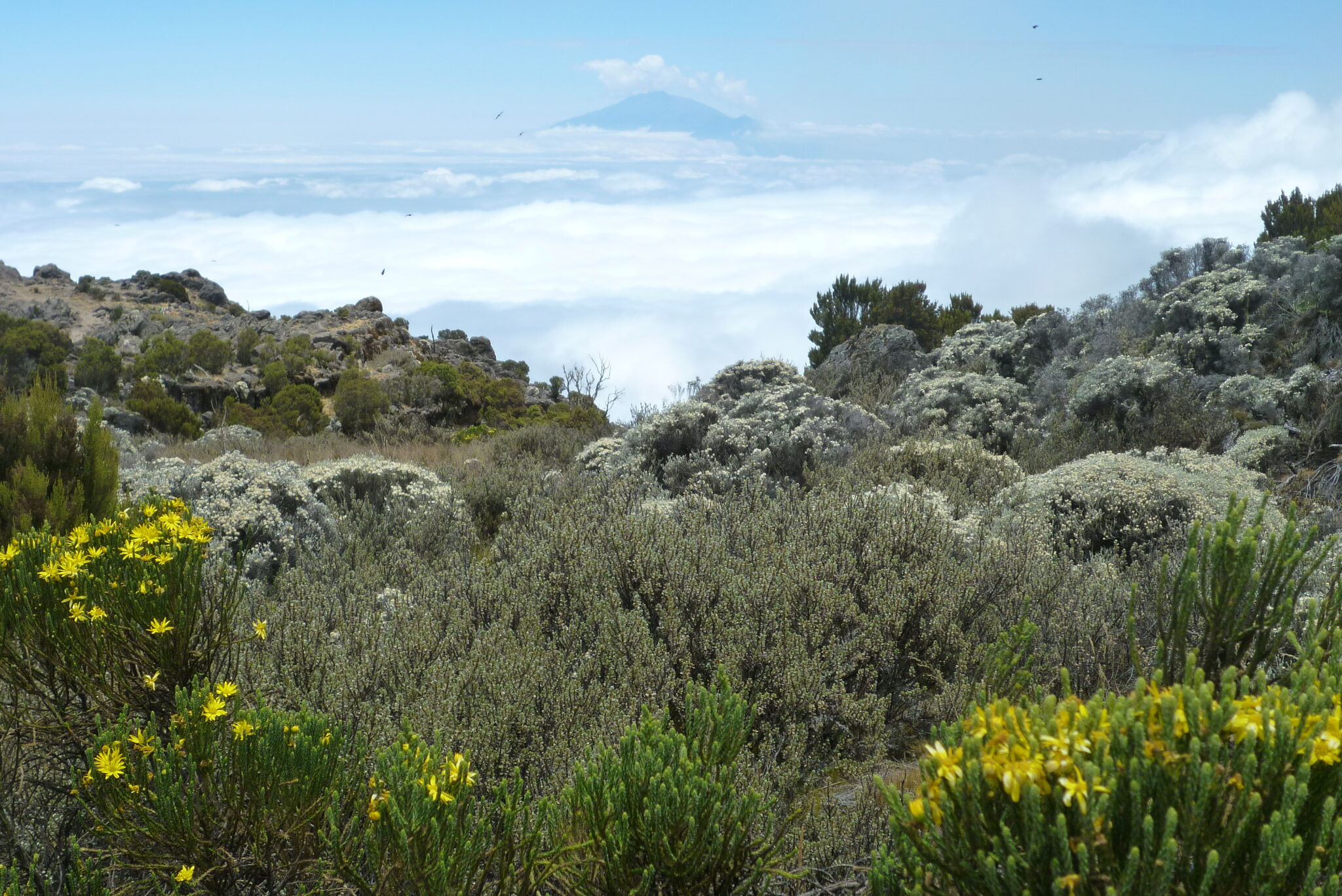 Kilimanjaro Lemosho Tanzania Mount Meru Berg gras