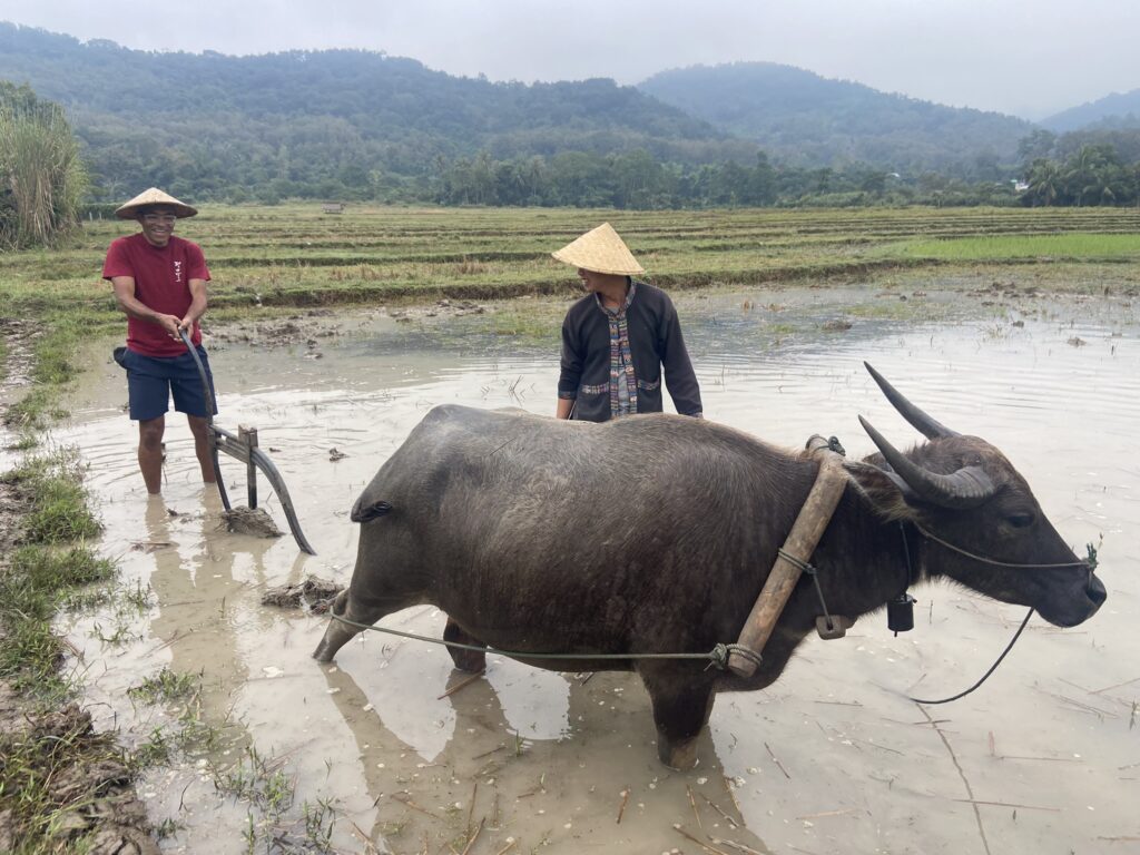 Luang Prabang waterbuffel