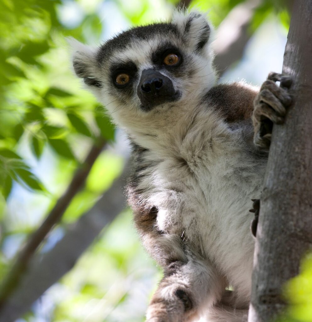 Madagaskar wilde dieren