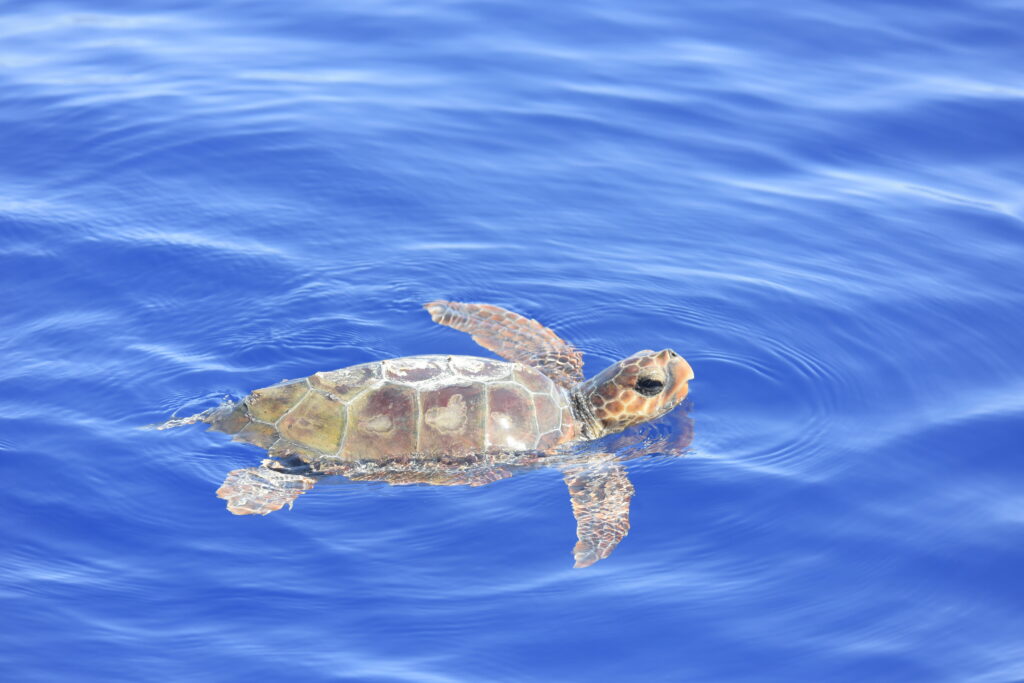 Schildpad in zee Madeira