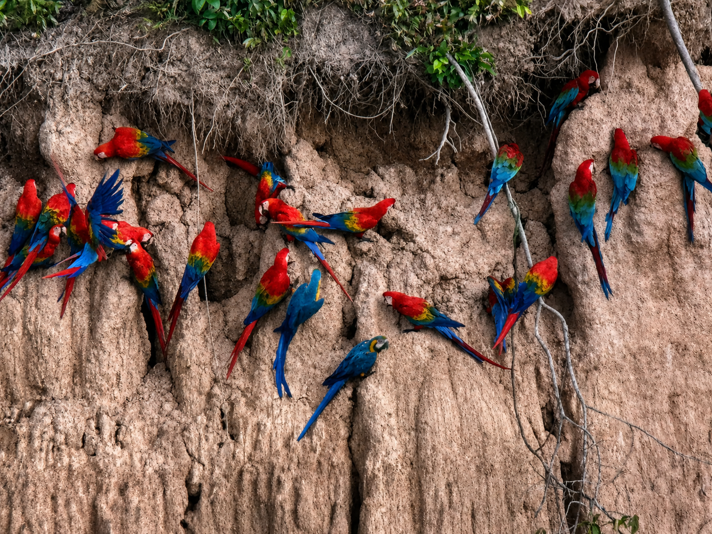 Peru Amazone